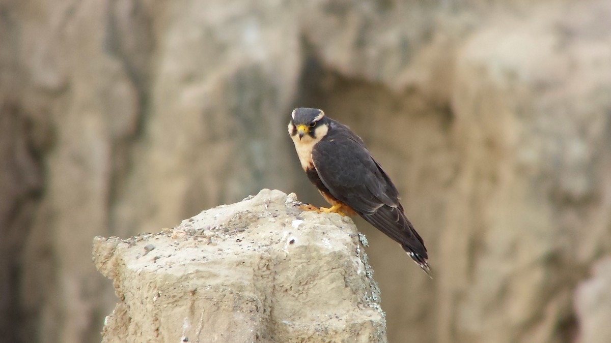 Aplomado Falcon - ML132153401