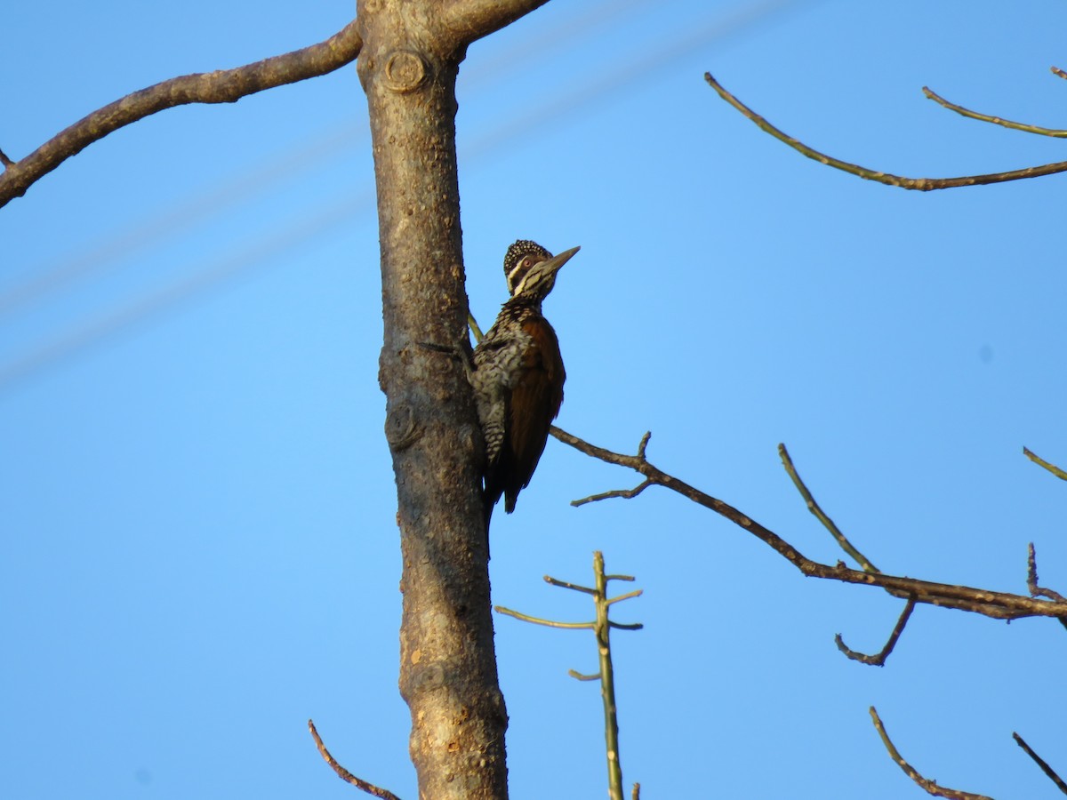 Greater Flameback - ML132154391