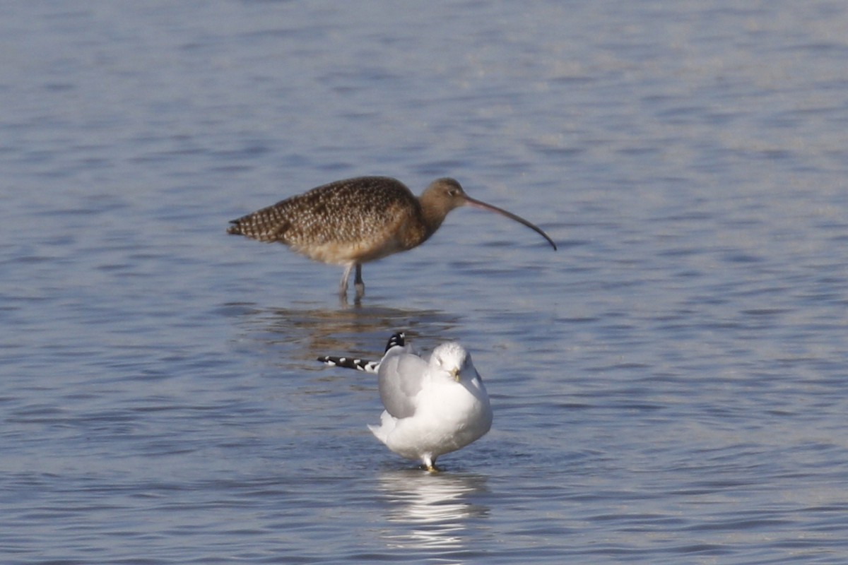 Long-billed Curlew - ML132155671