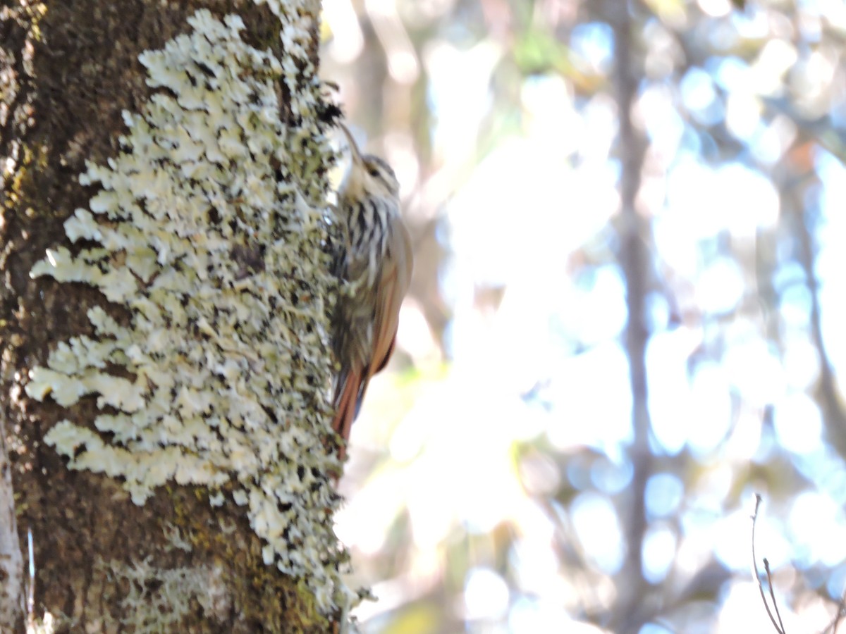 White-striped Woodcreeper - ML132157061