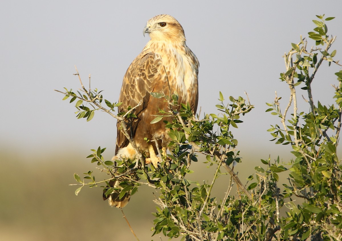 Long-legged Buzzard - ML132157861