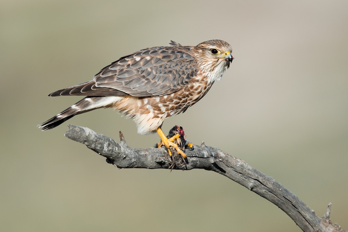 Merlin - Dorian Anderson