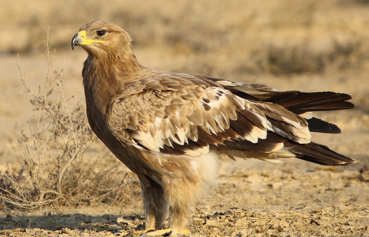 Steppe Eagle - Bhaarat Vyas