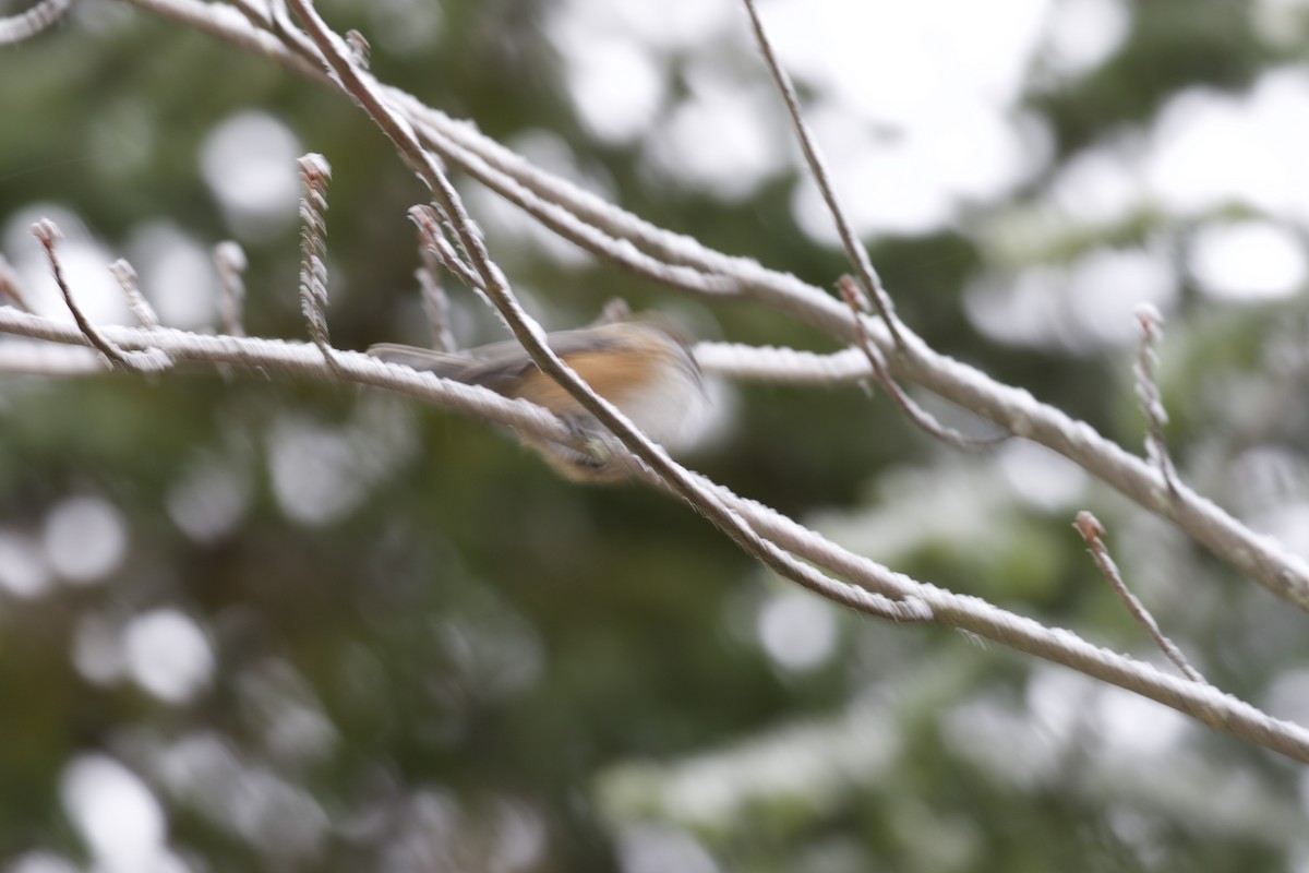 Boreal Chickadee - ML132159201