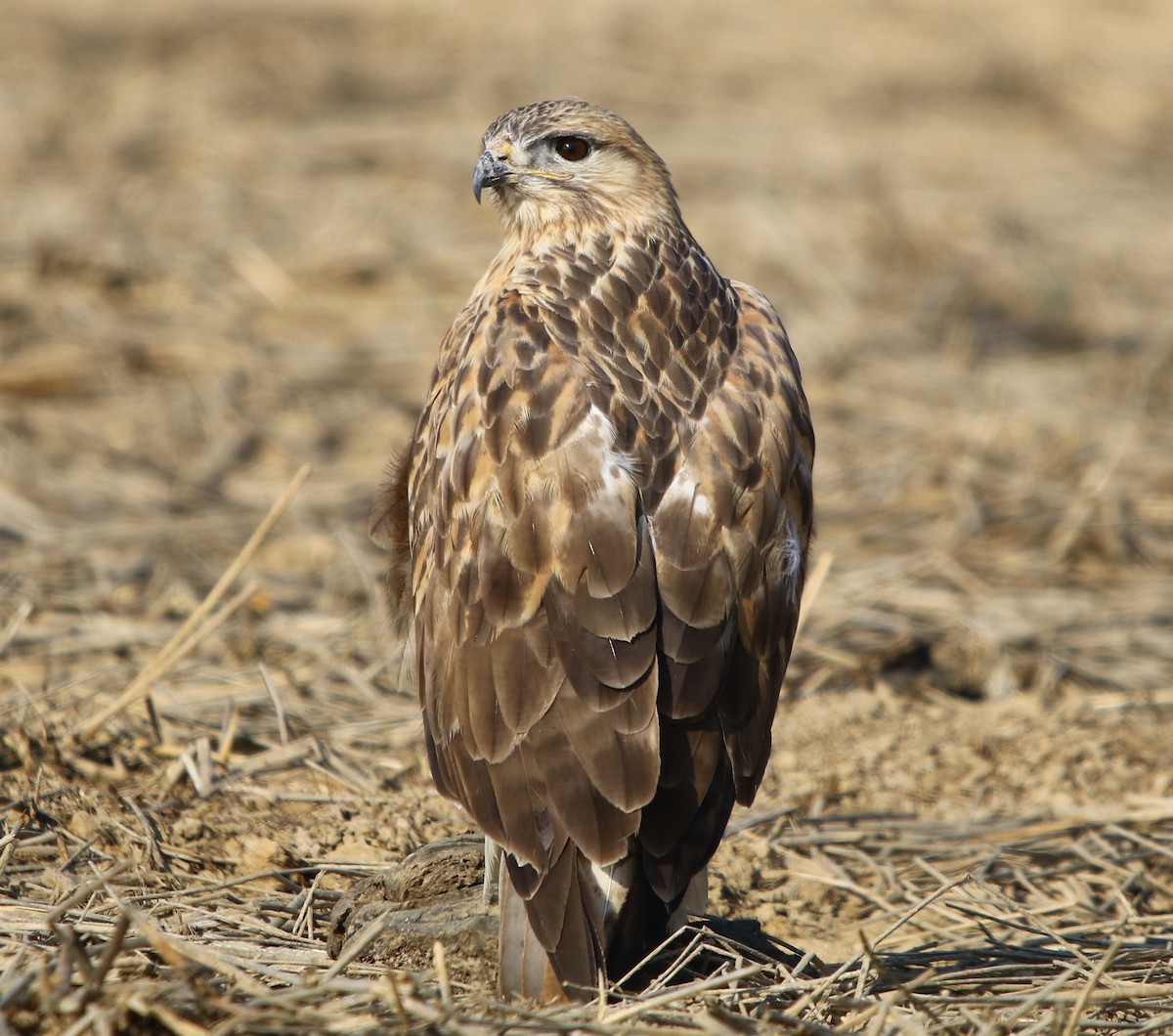 Long-legged Buzzard - ML132159251