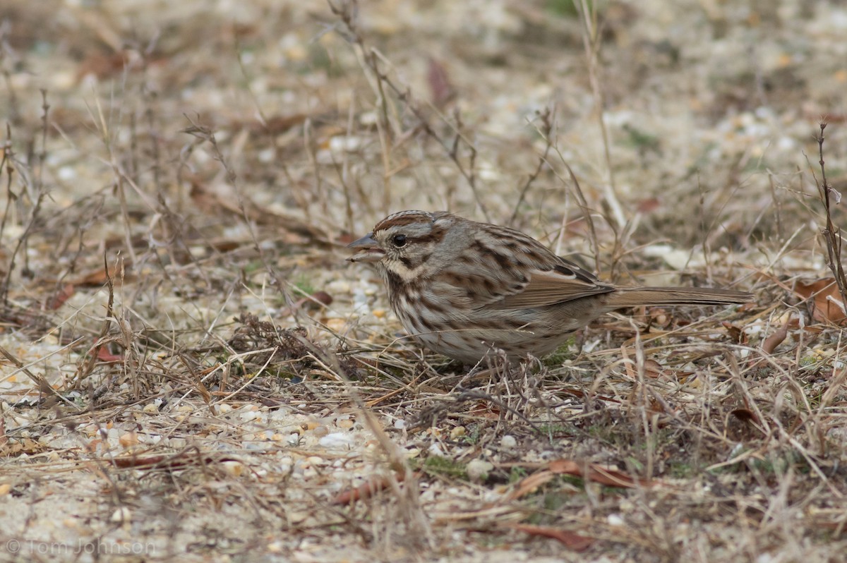 Song Sparrow - ML132159701