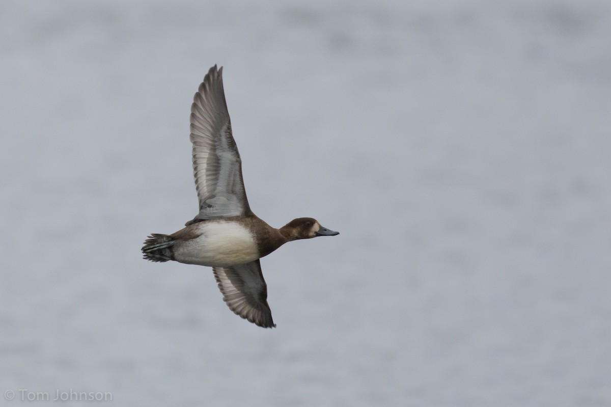 Lesser Scaup - ML132159801