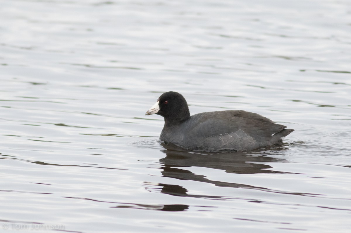 American Coot - ML132159911