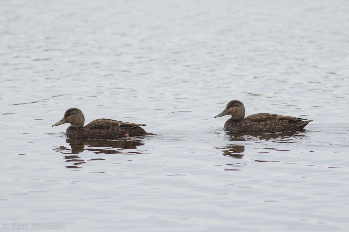 Canard noir - ML132159921