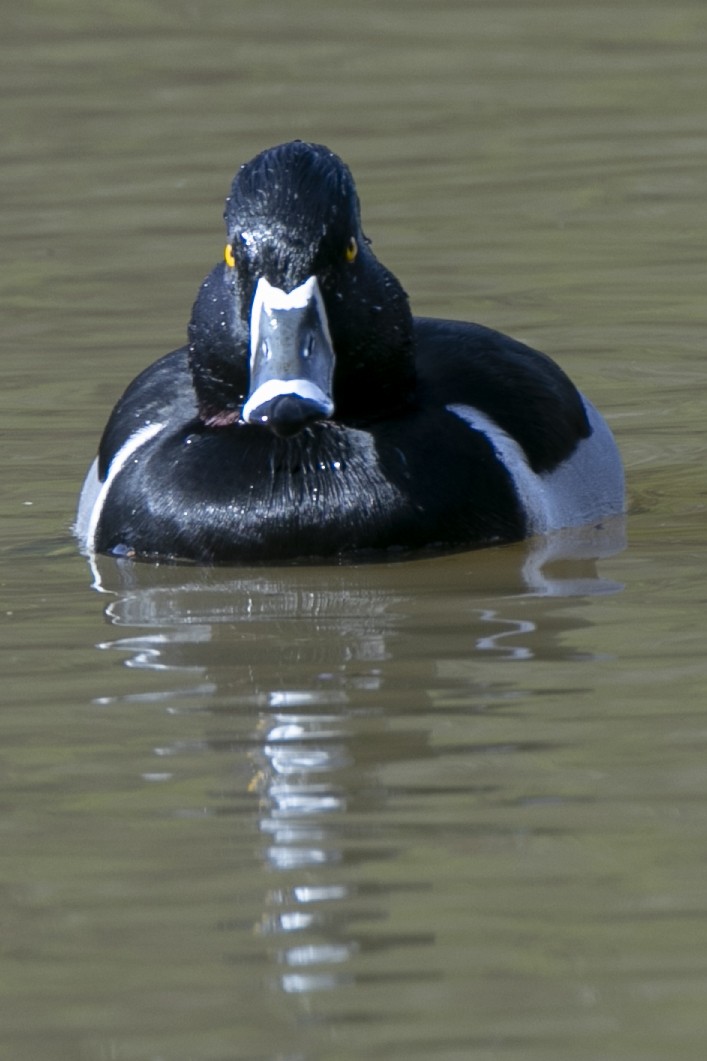 Ring-necked Duck - ML132160551