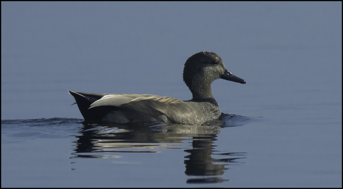 Gadwall - joseph mileyka