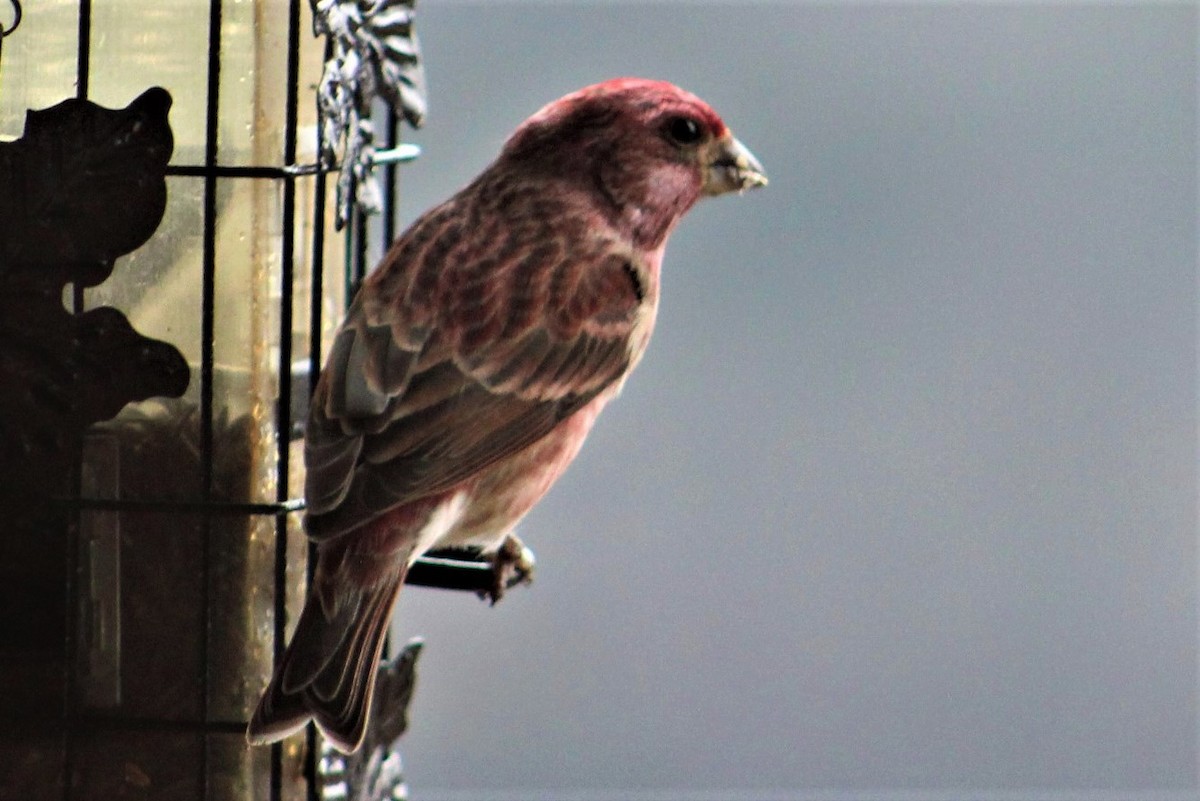 Purple Finch - ML132161781