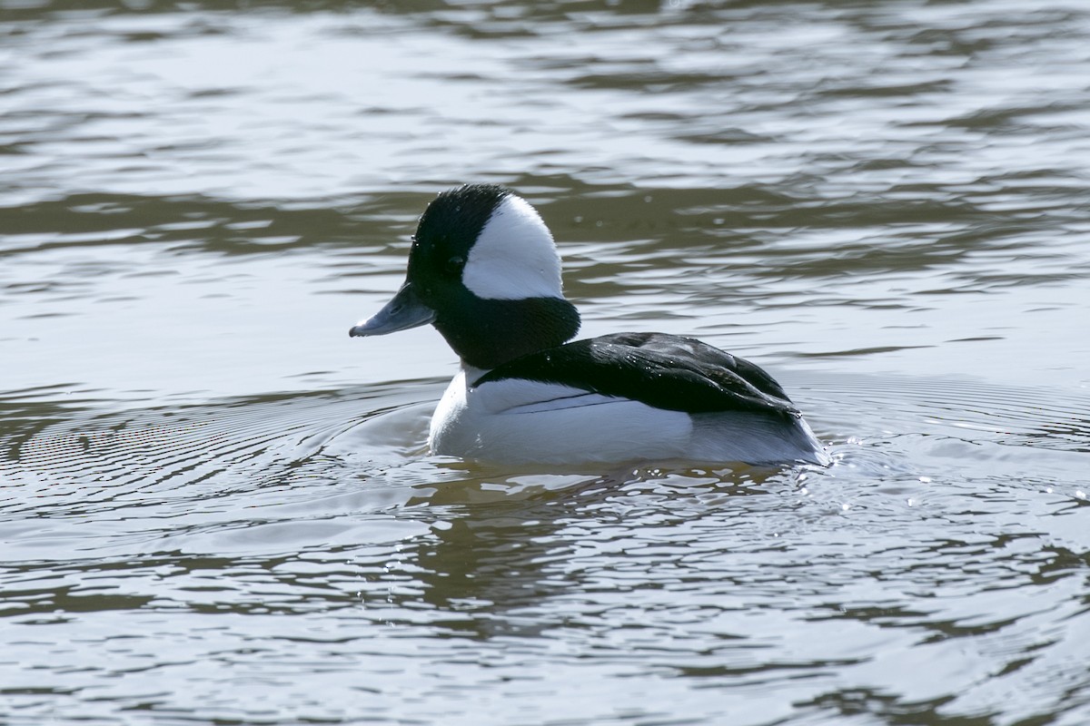 Bufflehead - ML132162161