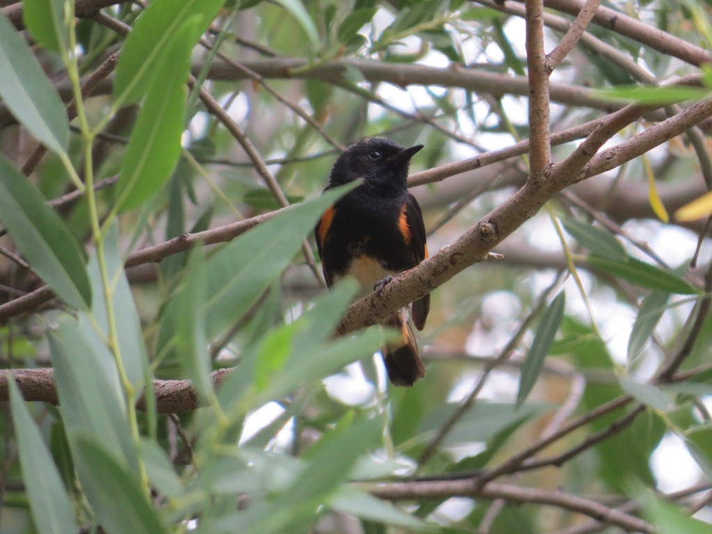 American Redstart - ML132162721