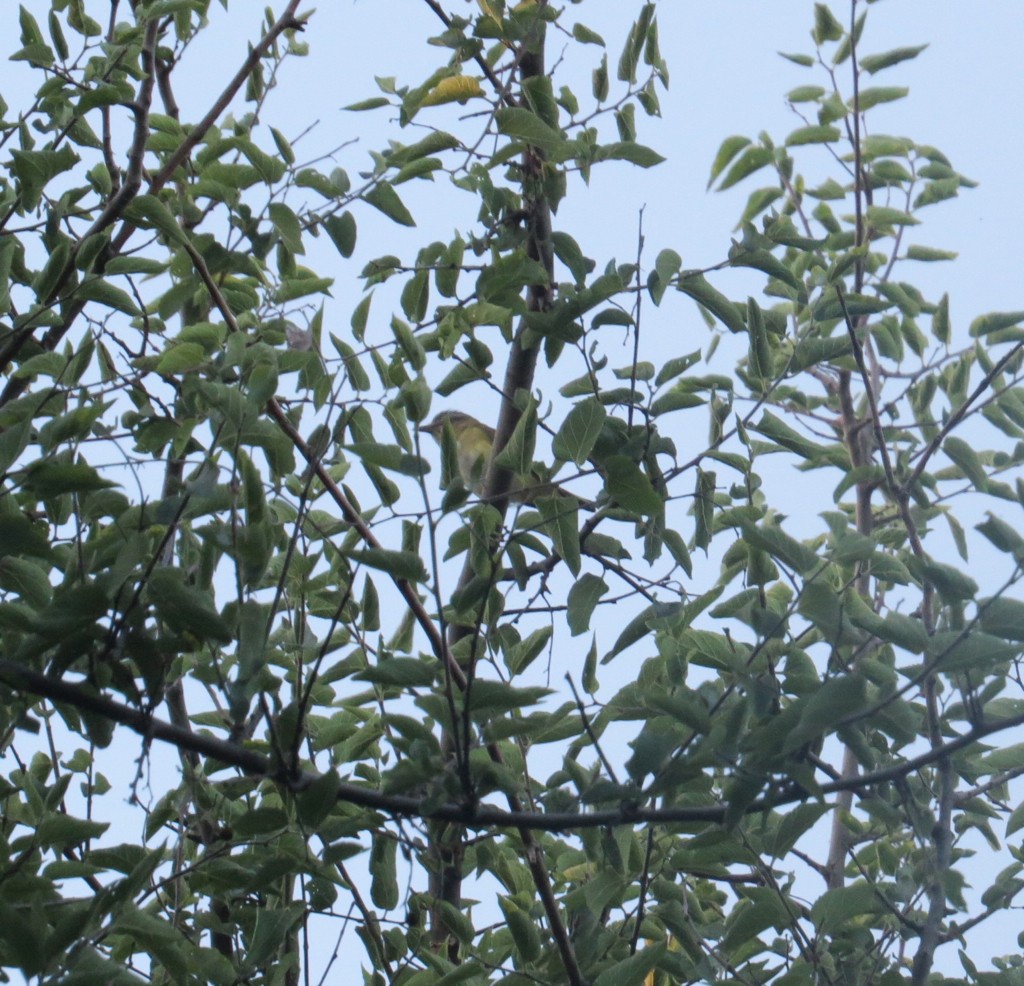 Yellow-green Vireo - Bob Nieman