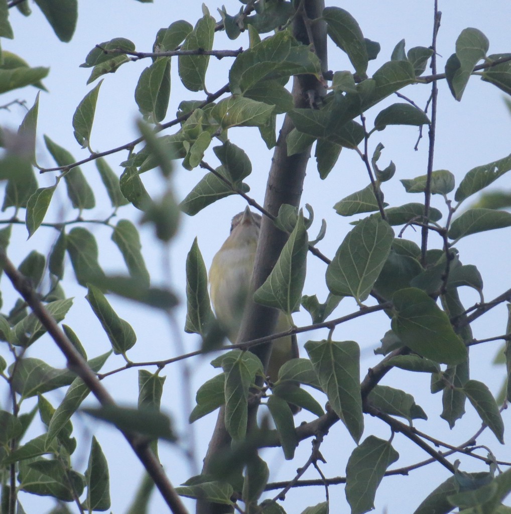 Yellow-green Vireo - ML132162941