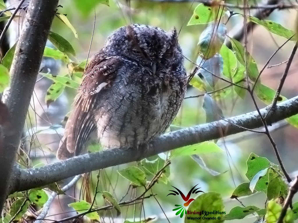 Whiskered Screech-Owl - ML132164141