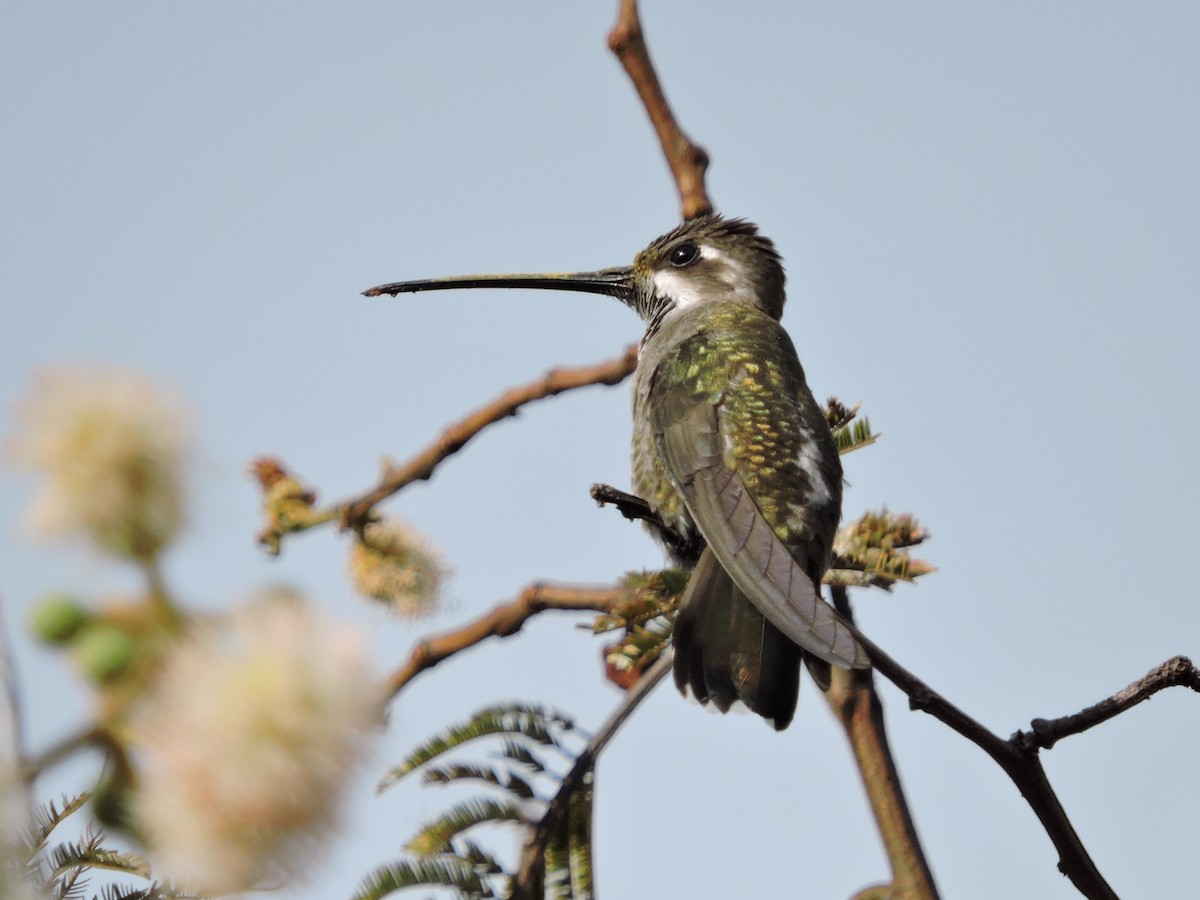 kolibřík achátový - ML132164411