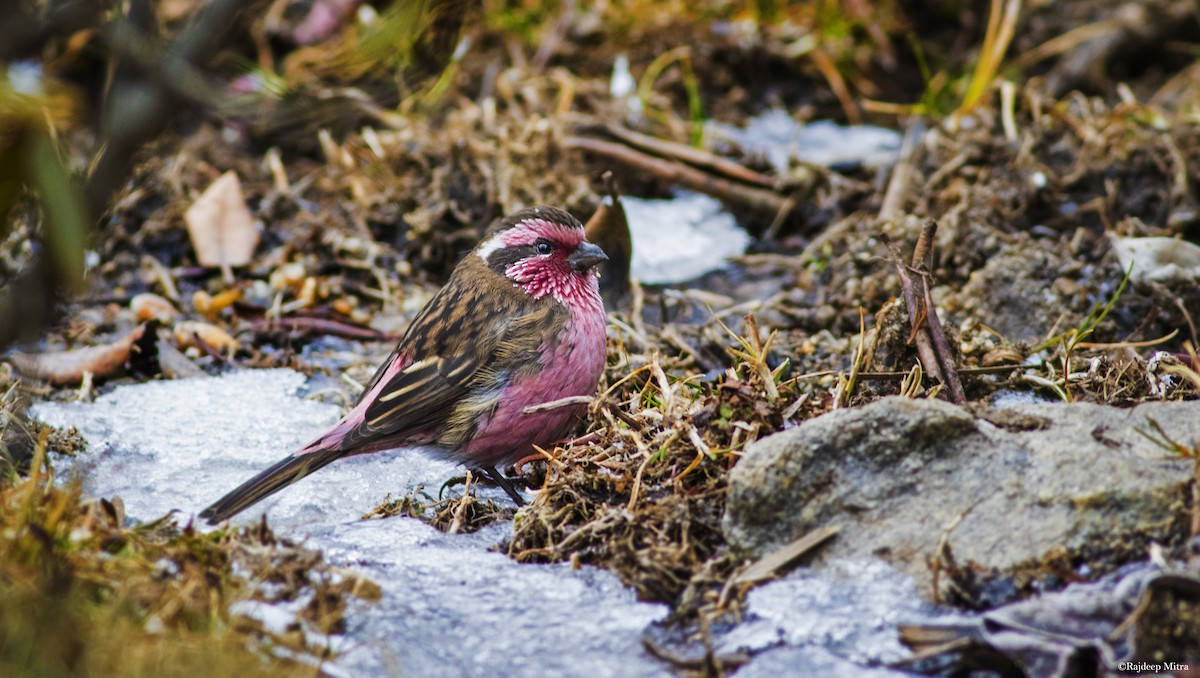 Himalayan White-browed Rosefinch - Anonymous
