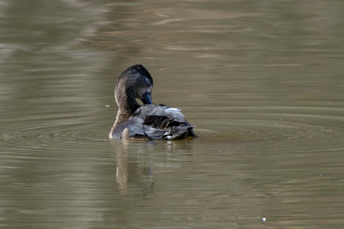 Ring-necked Duck - ML132165161