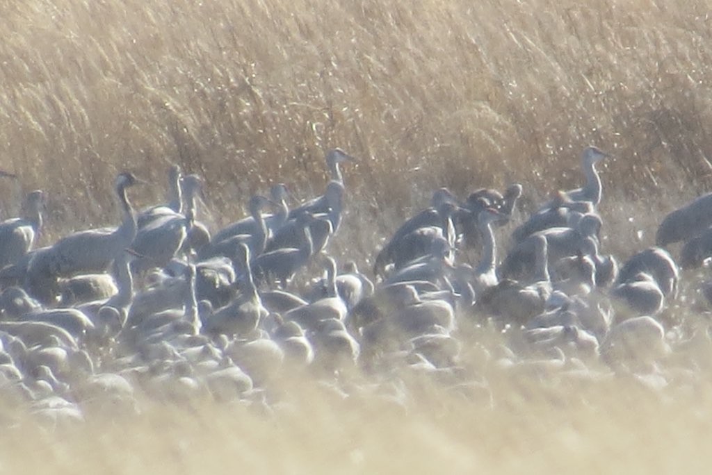 Common Crane - ML132165181