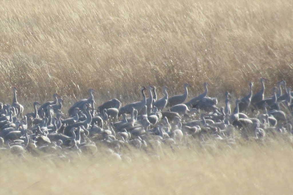 Common Crane - ML132165191