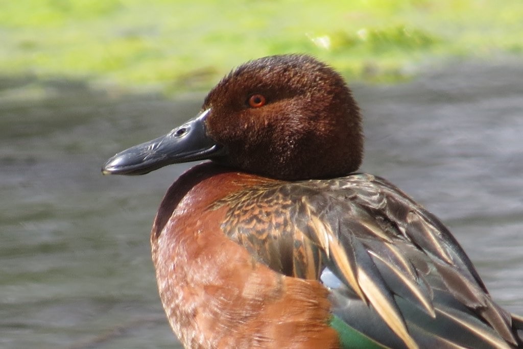 Cinnamon Teal - Bob Nieman