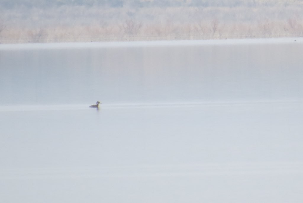 Red-necked Grebe - ML132165791