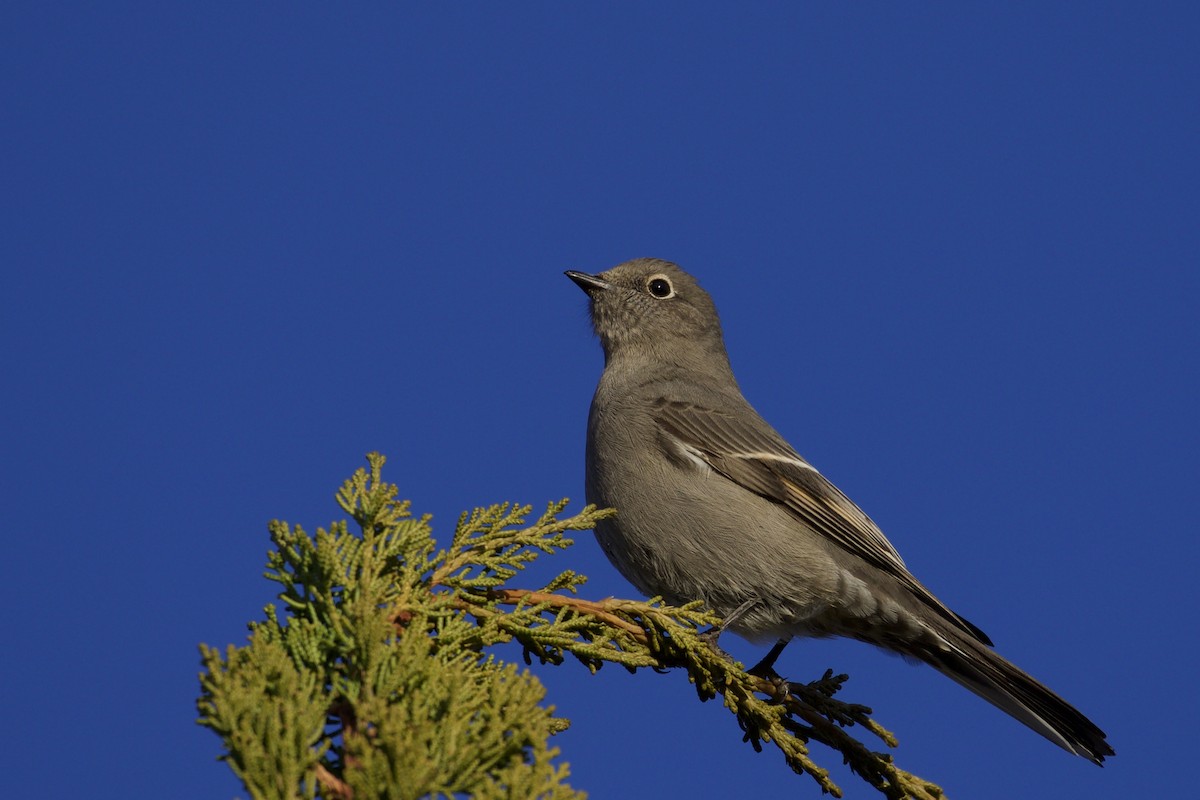 Townsend's Solitaire - ML132166491