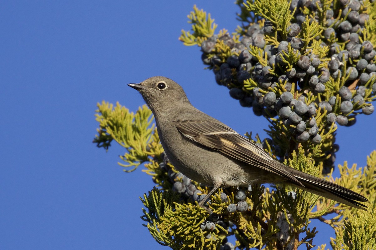 Townsend's Solitaire - ML132166501