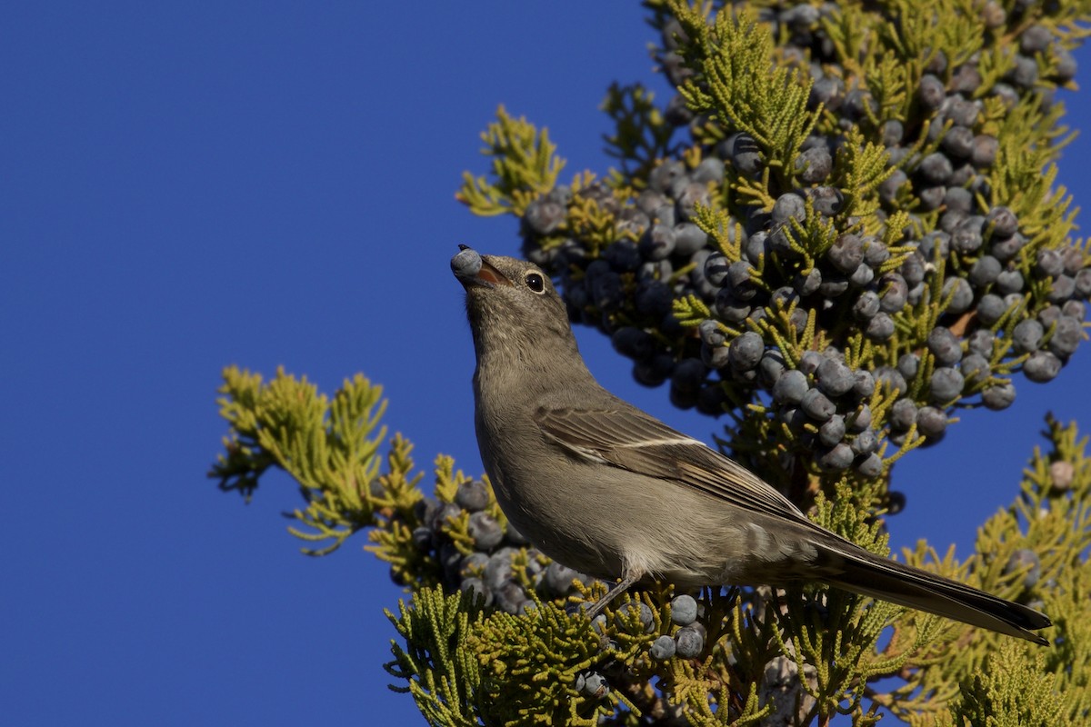 Townsend's Solitaire - ML132166521