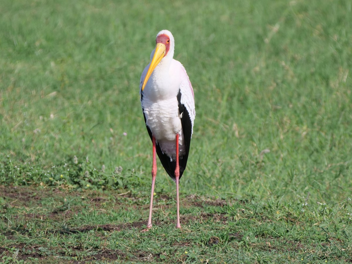 Yellow-billed Stork - Mike Grant