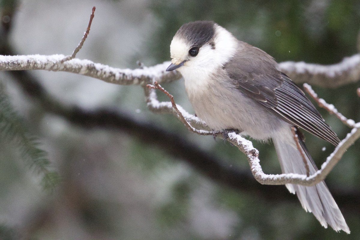 Canada Jay (Boreal) - ML132166681