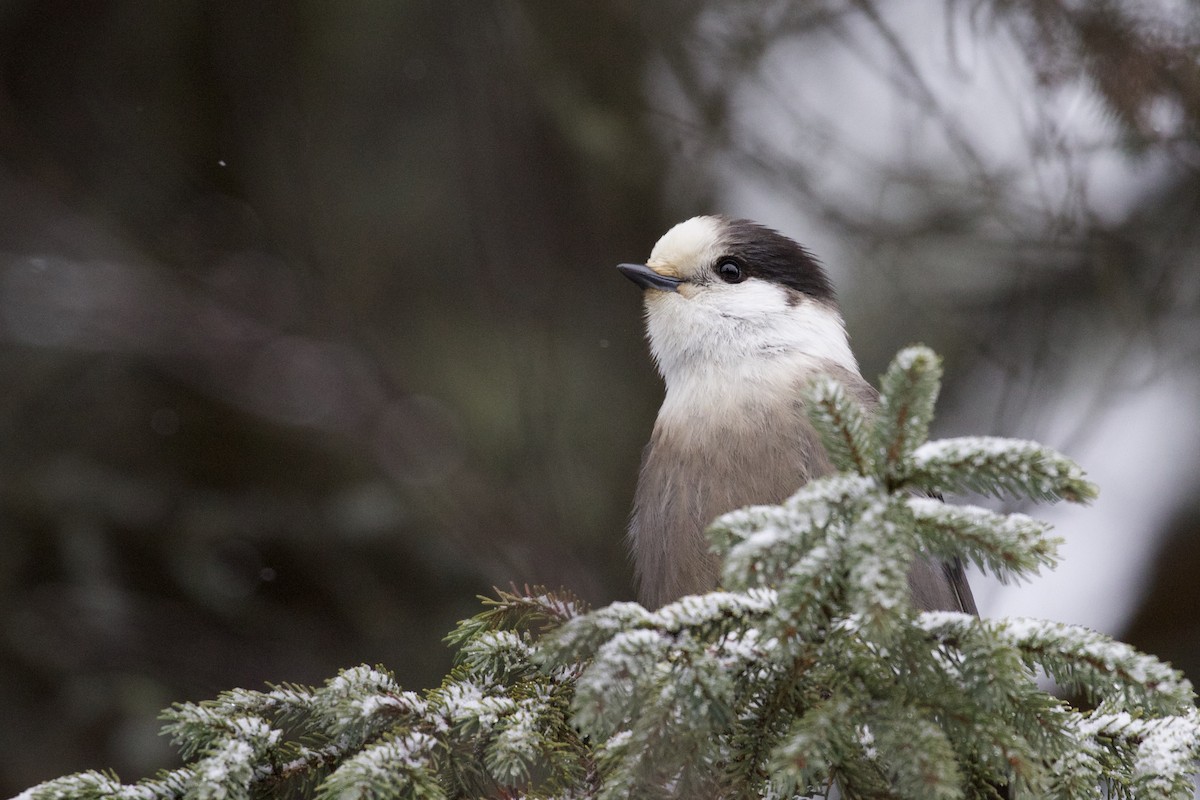 Canada Jay (Boreal) - ML132166721