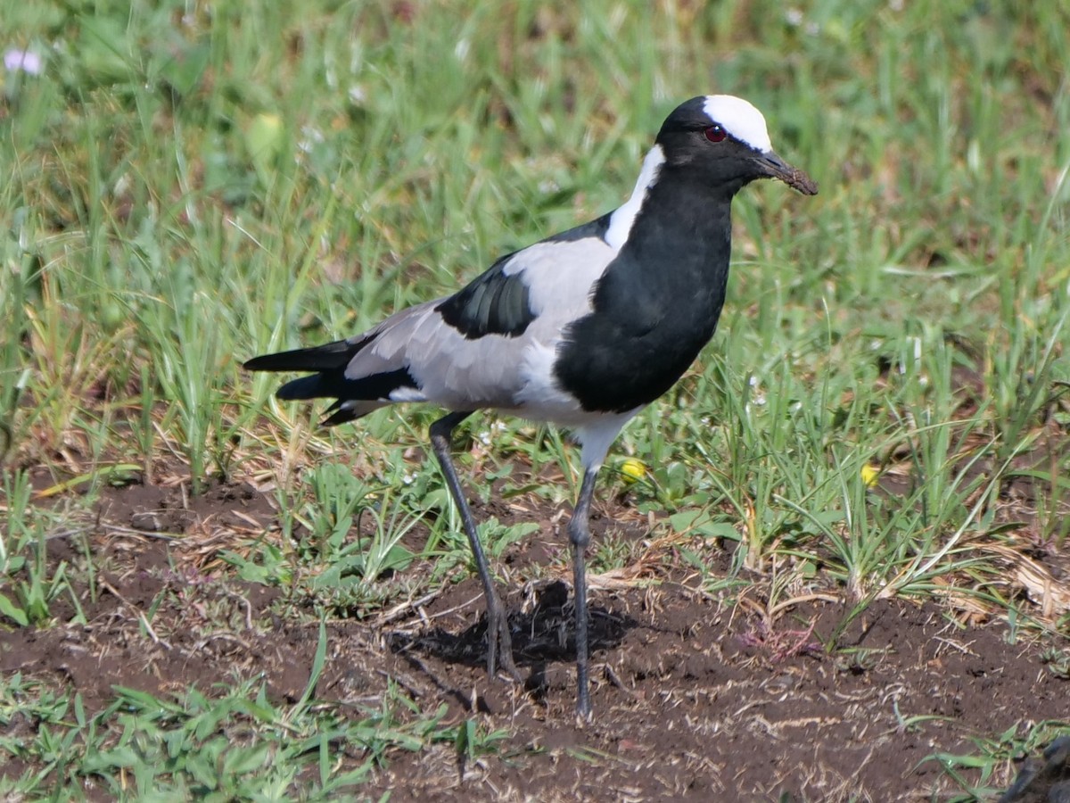 Blacksmith Lapwing - Mike Grant