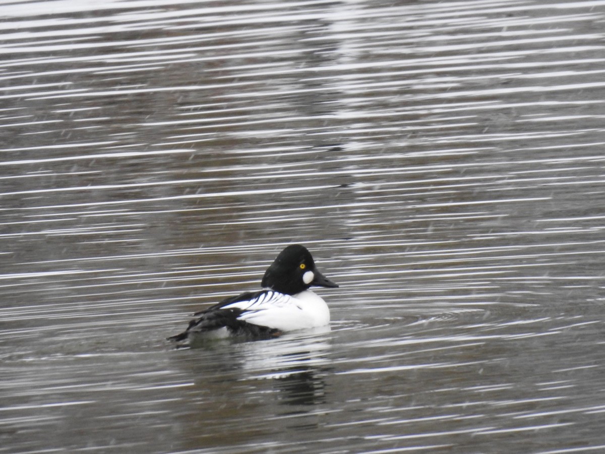 Common Goldeneye - ML132167051