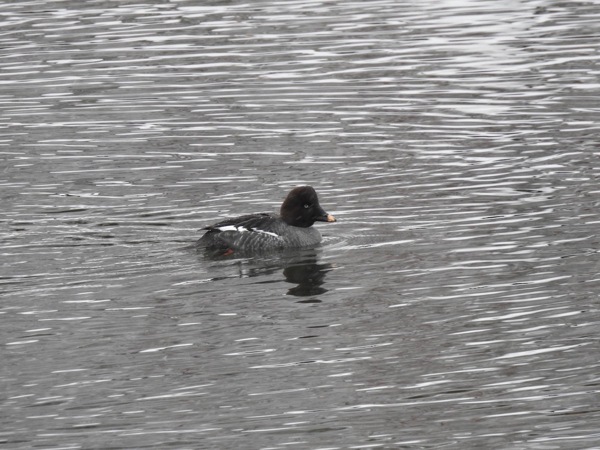 Common Goldeneye - ML132167091