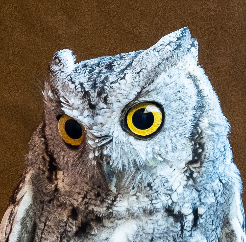 Western Screech-Owl - ML132167191