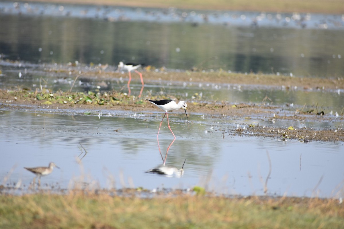 Black-winged Stilt - ML132167261