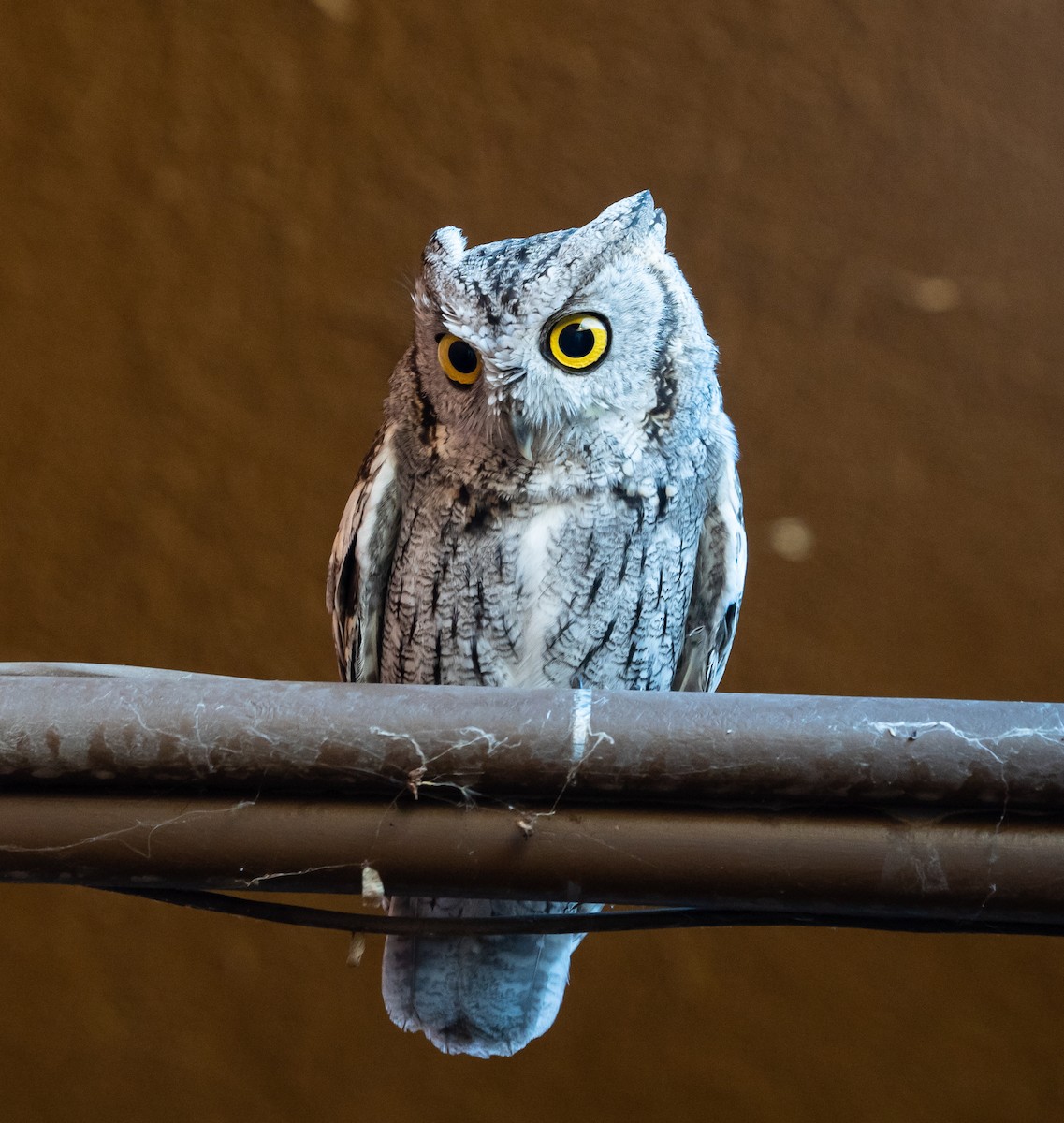Western Screech-Owl - ML132167271