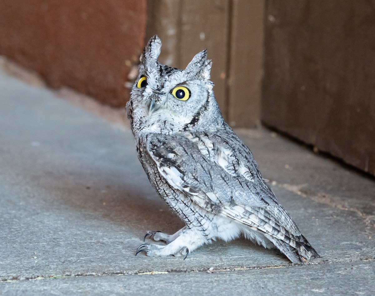 Western Screech-Owl - ML132167281