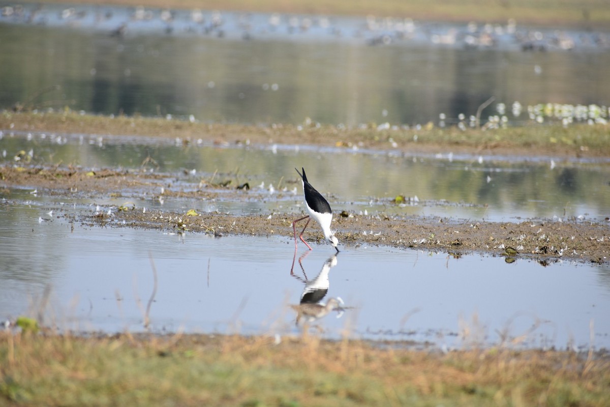 Black-winged Stilt - ML132167341