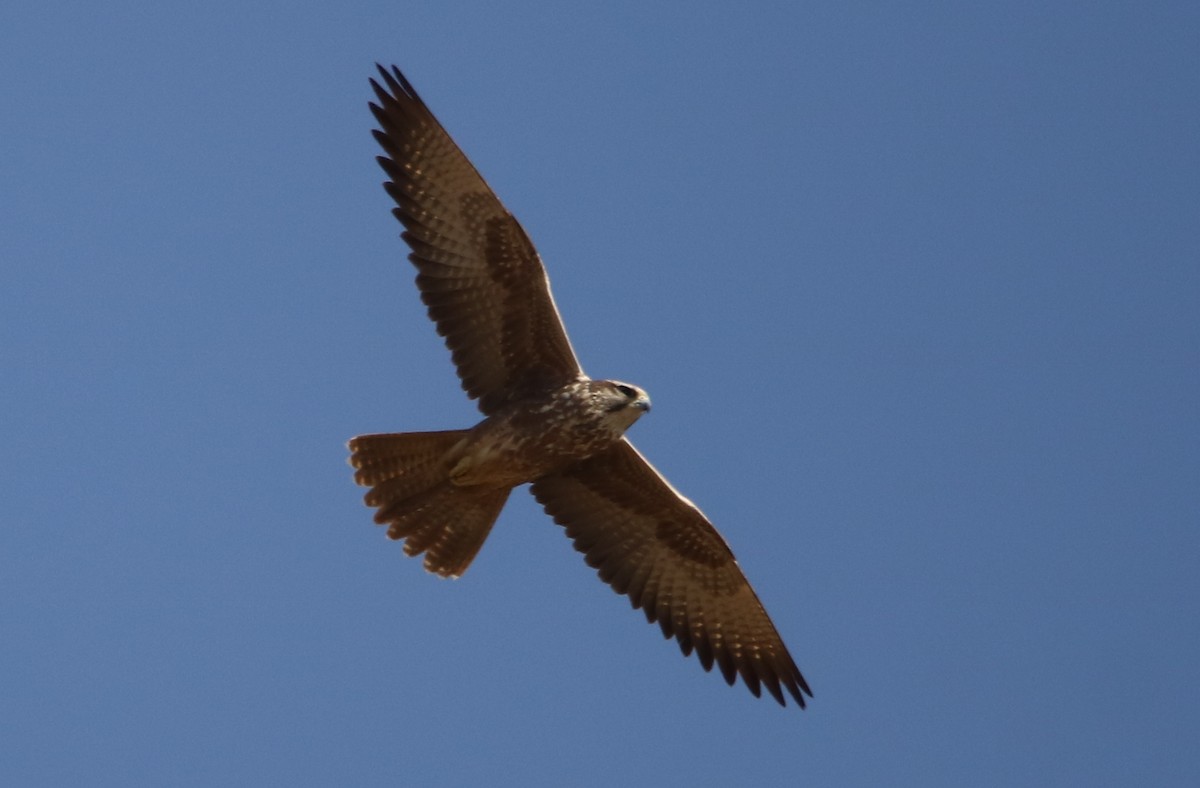 Laggar Falcon - ML132167761