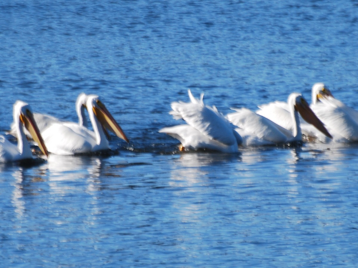 American White Pelican - ML132167911