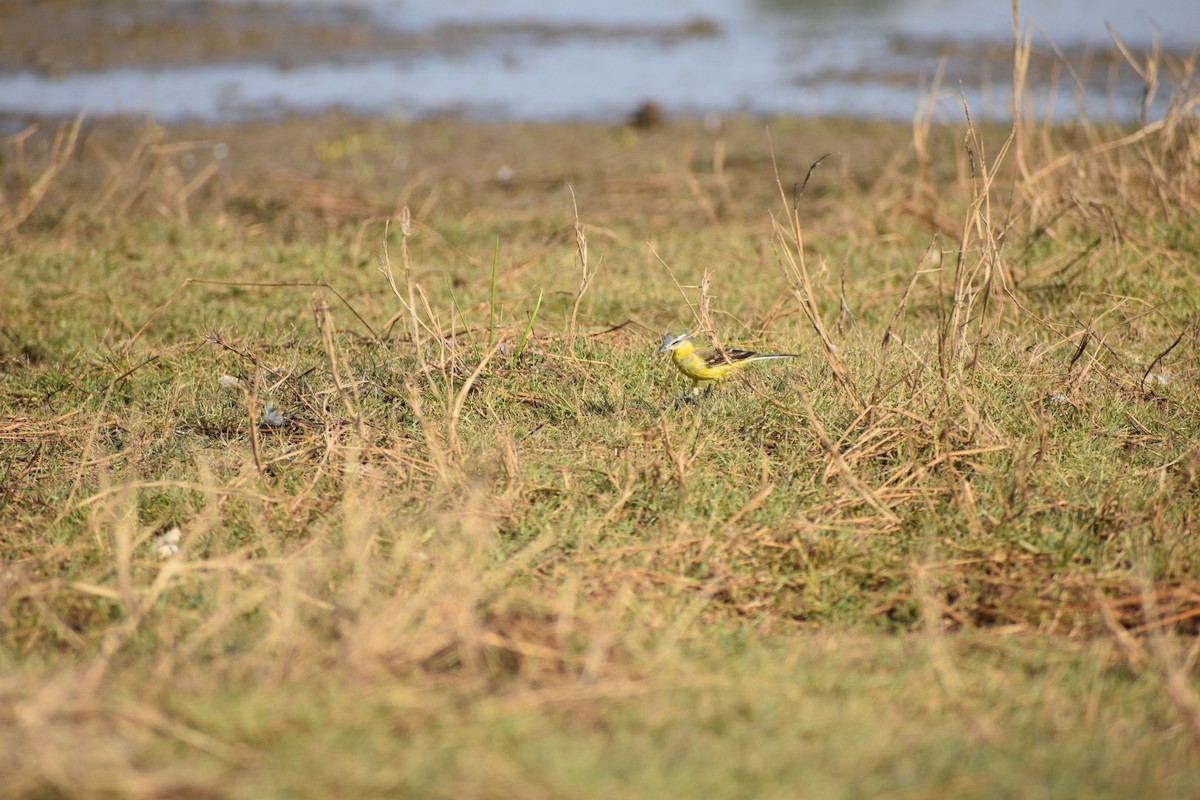 Western Yellow Wagtail - ML132167931