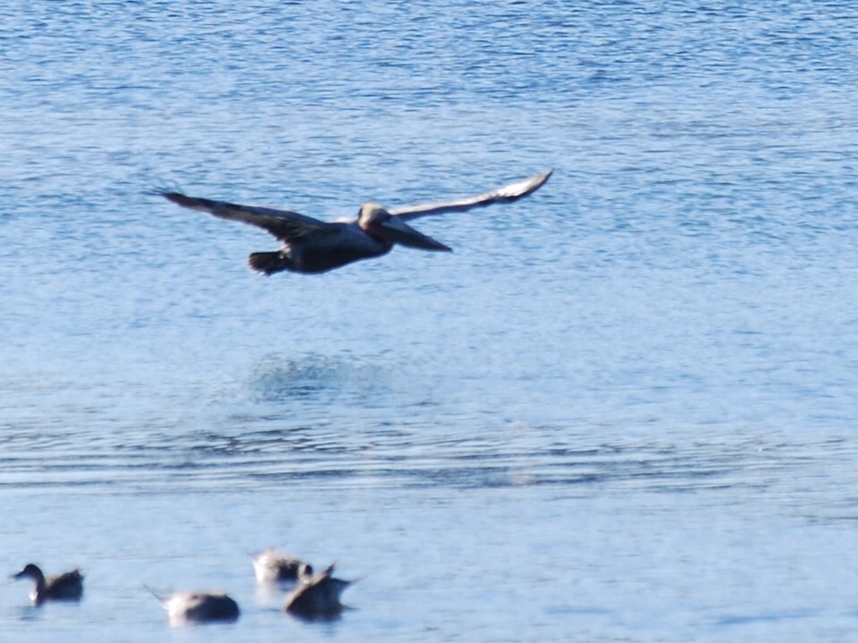 Brown Pelican - ML132167981