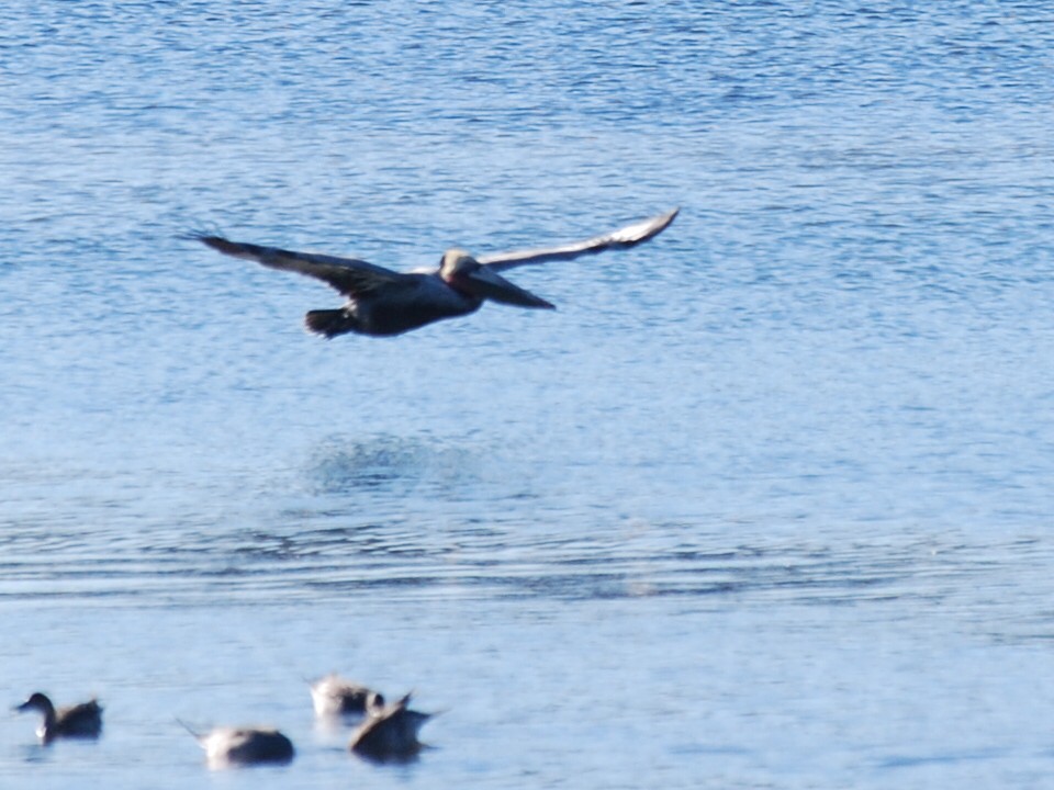 Brown Pelican - Tim Swain