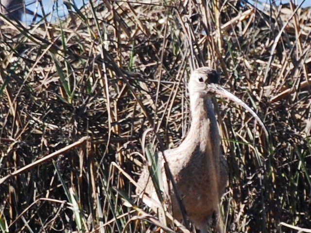 Long-billed Curlew - ML132168331