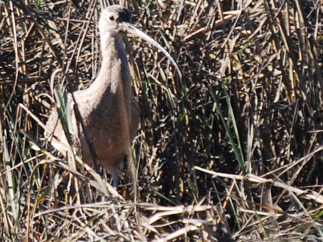 Rostbrachvogel - ML132168381