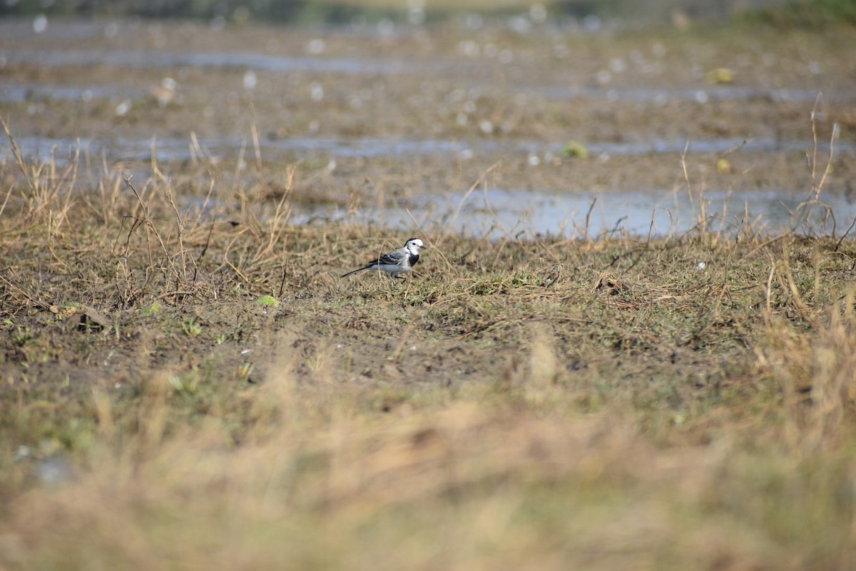 White Wagtail - ML132168471